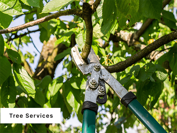 Tree Services